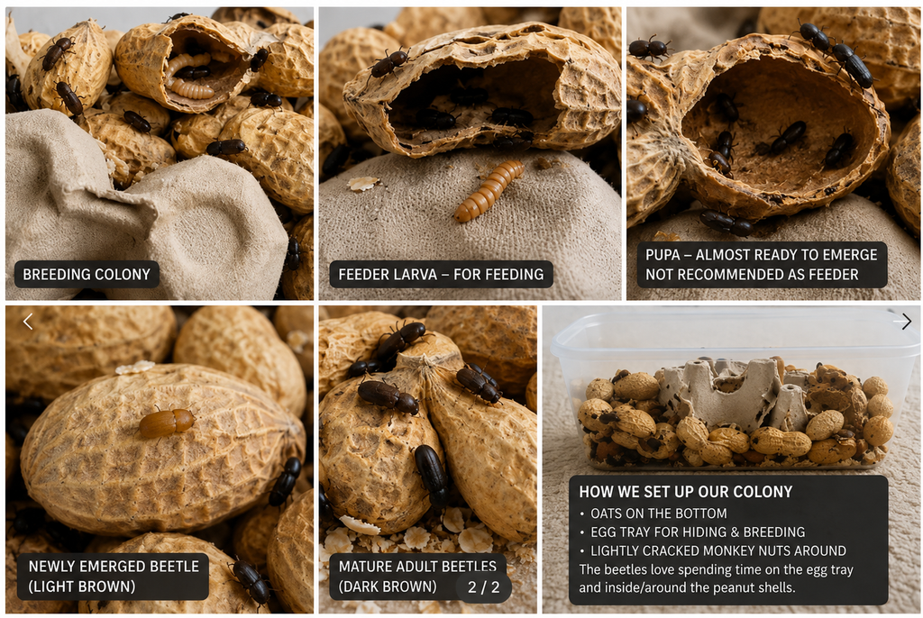 Peanut Beetle Starter Colony