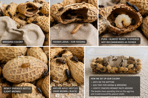 Peanut Beetle Starter Colony
