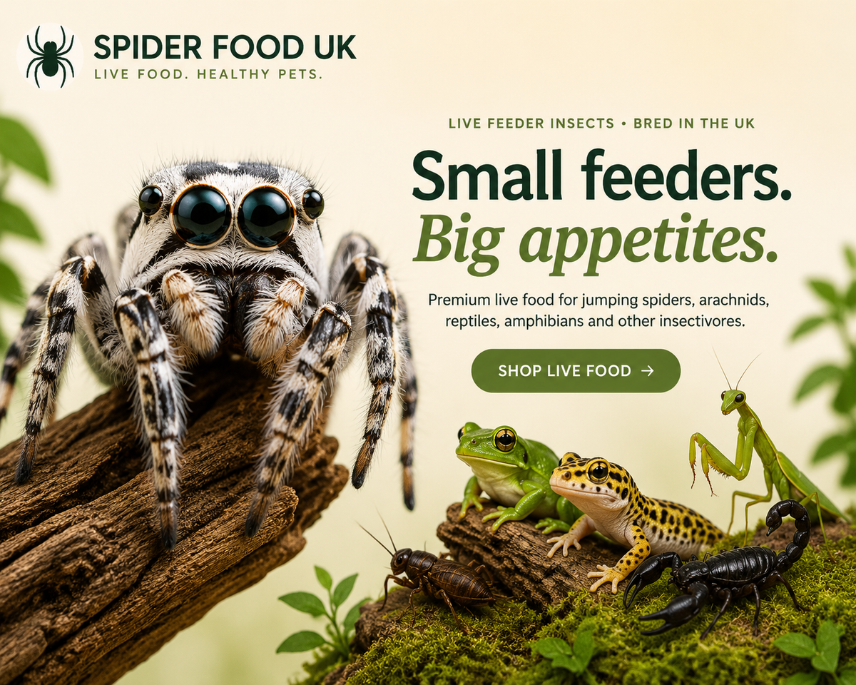 Zośka jumping spider