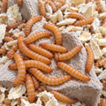 Peanut Beetle Larvae 40 per pack